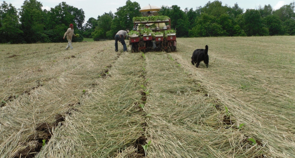 Two farmers and a dog stand near a truck parked on a no-till tobacco field. 
